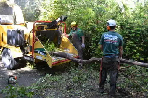 tree services San Mateo